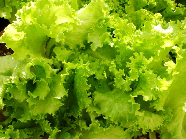 lettuce1