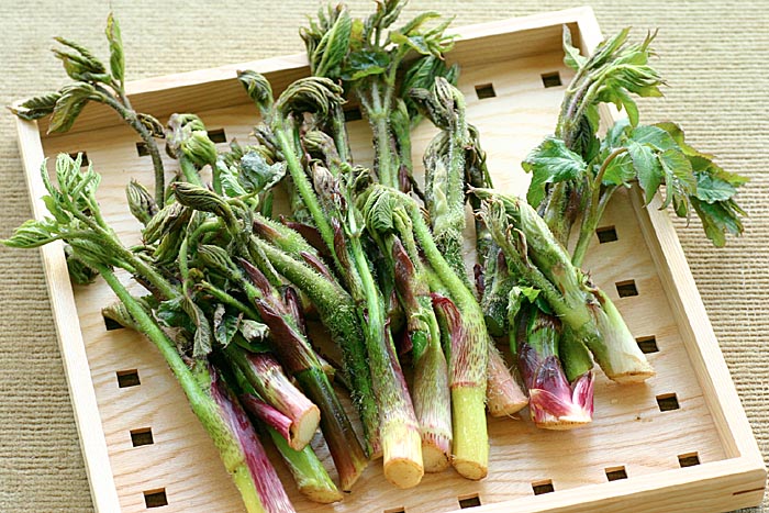 ウドの保存方法や選び方のコツ!ウドの栄養と効能は何? | 野菜マルシェ
